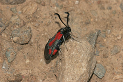 Zygaena sarpedon
