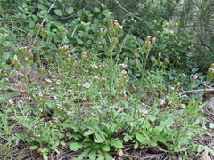 Centranthus calcitrapae calcitrapae