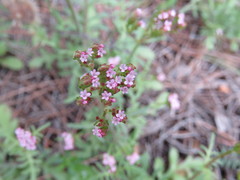 Centranthus calcitrapae calcitrapae