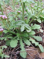 Centranthus calcitrapae calcitrapae