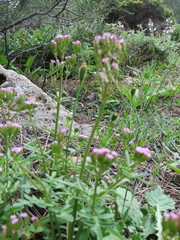 Centranthus calcitrapae calcitrapae