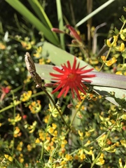 Silene laciniata laciniata