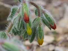 Onosma graeca