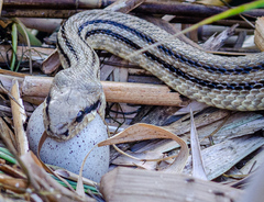 Elaphe quatuorlineata