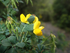 Coronilla valentina glauca