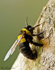 Xylocopa ghilianii