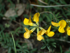 Hippocrepis comosa