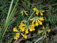 Hippocrepis comosa