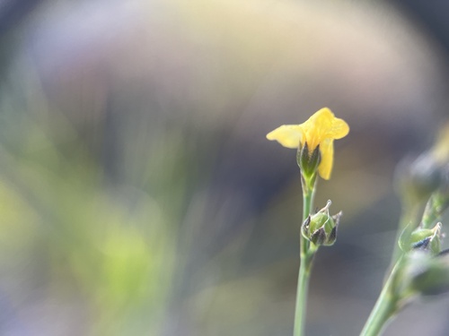 sand flax (Linum arenicola)