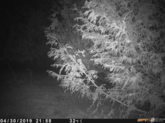 Sylvilagus floridanus