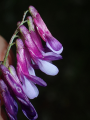 Vicia eriocarpa