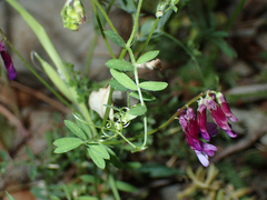Vicia eriocarpa