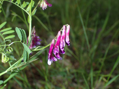 Vicia eriocarpa