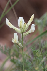 Astragalus zingeri