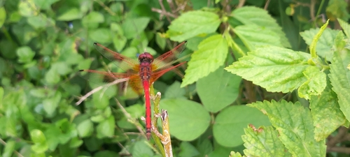 Red-veined Dropwing