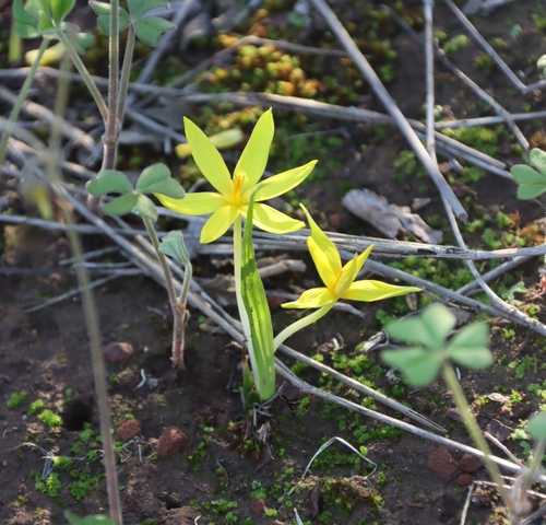 Autumn golden star (Empodium plicatum)
