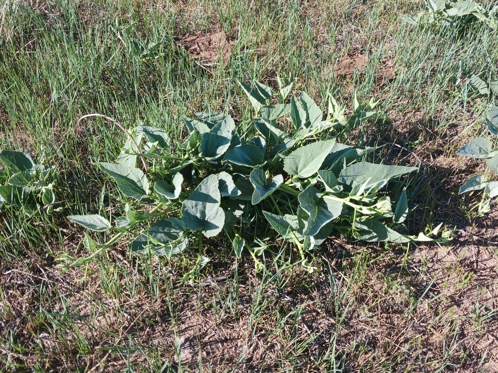 Buffalo Gourd in June 2024 by Sean Cozart · iNaturalist