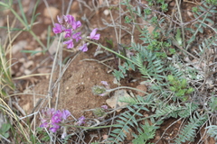 Oxytropis floribunda