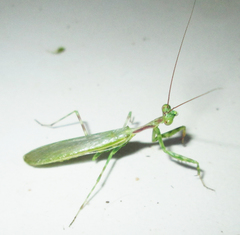 Miomantis binotata
