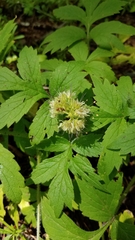 Hydrophyllum tenuipes