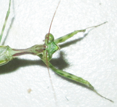 Miomantis binotata