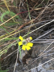 Heliothodes diminutiva