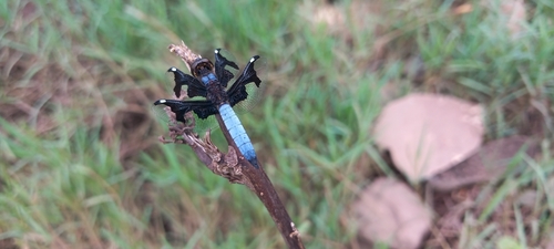 Portia Widow