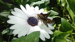 Lon melane vitellina