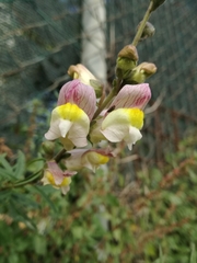Antirrhinum majus