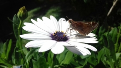 Lon melane vitellina