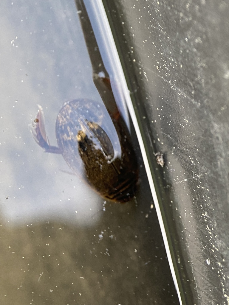 Abbreviated Predaceous Diving Beetle