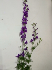 Consolida orientalis