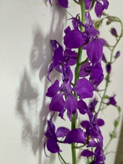 Consolida orientalis