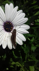 Lon melane vitellina