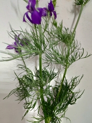 Consolida orientalis