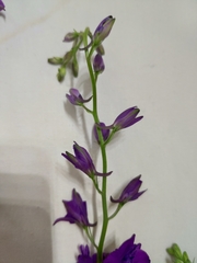 Consolida orientalis