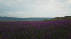 Consolida orientalis