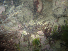 Chondracanthus acicularis