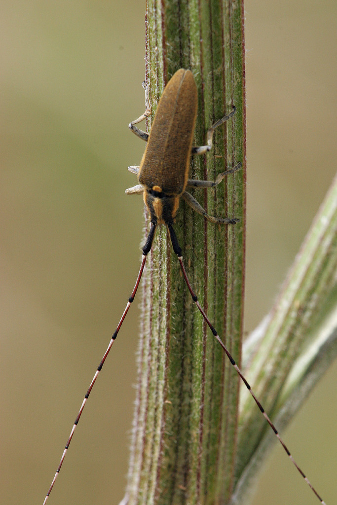 Agapanthia asphodeli