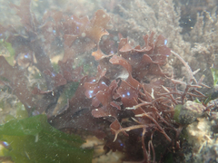 Chondrus crispus