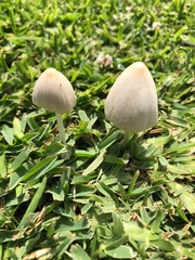 Conocybe apala