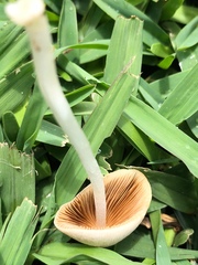 Conocybe apala