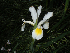 Iris orientalis