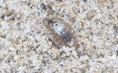 Alloniscus perconvexus