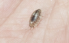 Alloniscus perconvexus