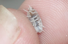 Alloniscus perconvexus