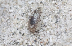 Alloniscus perconvexus