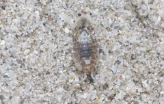 Alloniscus perconvexus