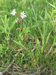 Lithophragma