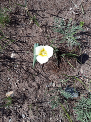 Calochortus apiculatus